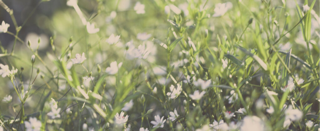 metreet Waldbaden - Foto Motiv Wiese als Banner